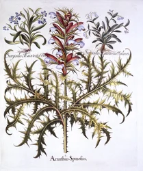 Tüskés medvék és nefelejcsek, a Hortus Eystettensistől, Basil Besler (1561-1629), pub. 1613 (kézzel színezett metszet)